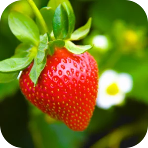Fraisier Charlotte (Kit de 10)