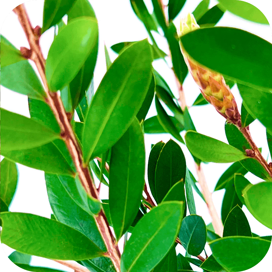 Callistemon Rince-Bouteille – Image 6